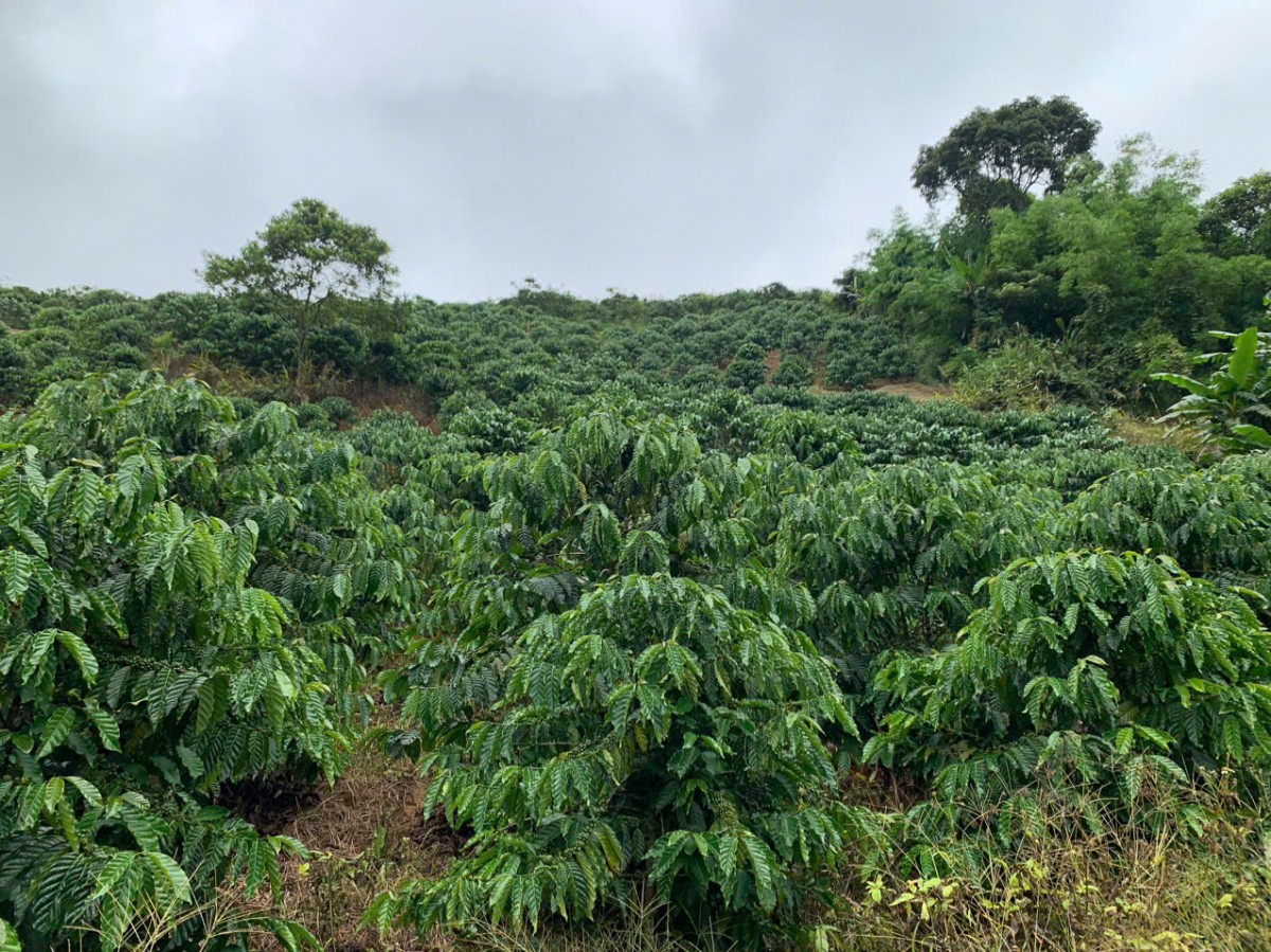 Dự báo giá cà phê ngày mai 20/2/2025: Dự báo giá cà phê ngày mai 20/2/2025: