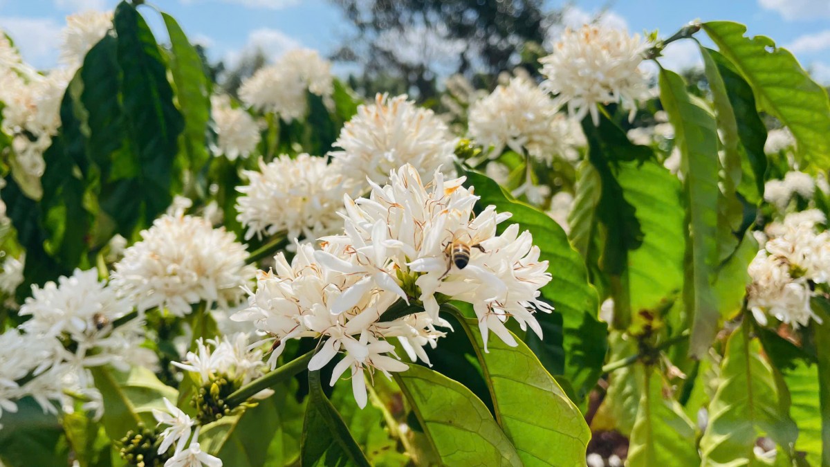 Dự báo giá cà phê ngày mai 20/2/2025: Dự báo giá cà phê ngày mai 20/2/2025: