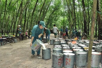 Tháng 1/2025, giá cao su xuất khẩu của Việt Nam tăng 32%