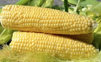 Nhập khẩu ngô về Việt Nam tăng về lượng, giảm kim ngạch