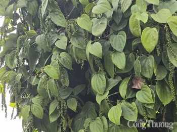 Nửa đầu tháng 2, xuất khẩu tiêu thu về 51,5 triệu USD