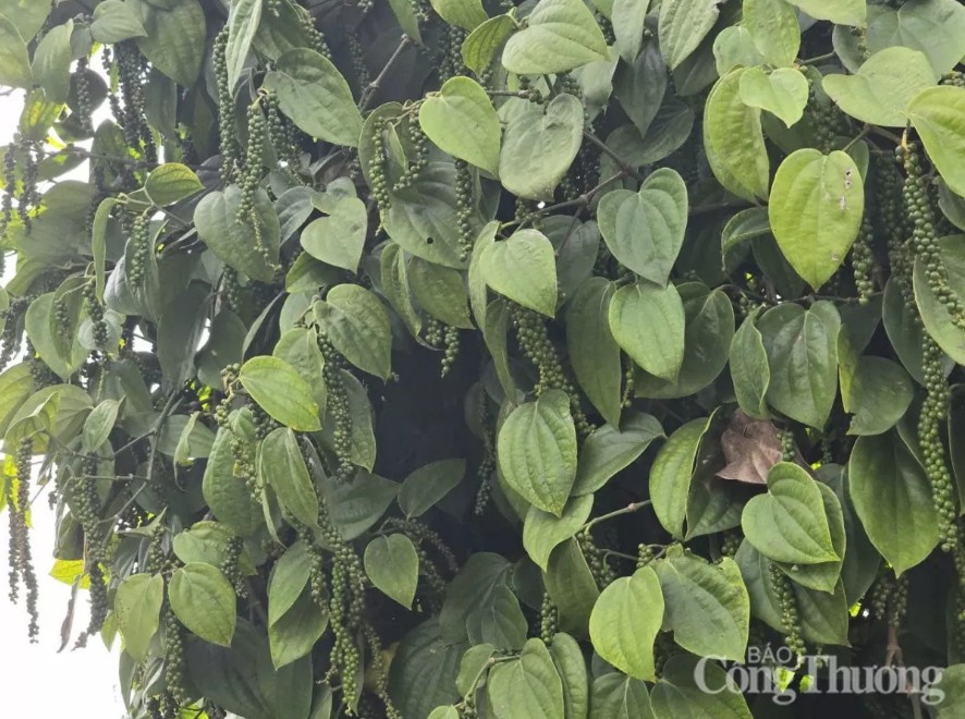 18 ngày đầu tháng 2/2025, Việt Nam đã xuất khẩu 7.535 tấn hồ tiêu, tổng kim ngạch xuất khẩu đạt 51,5 triệu USD.