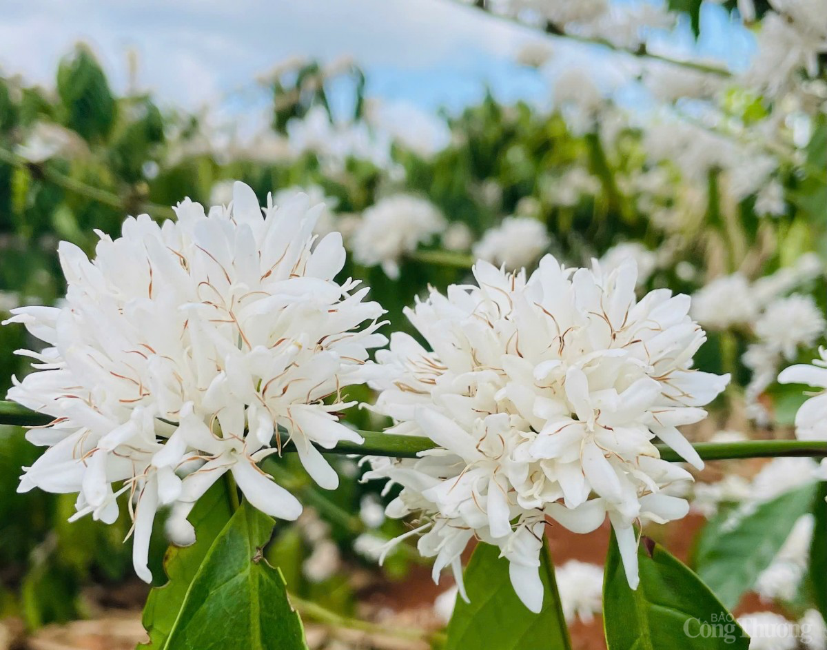 dự báo giá cà phê ngày mai