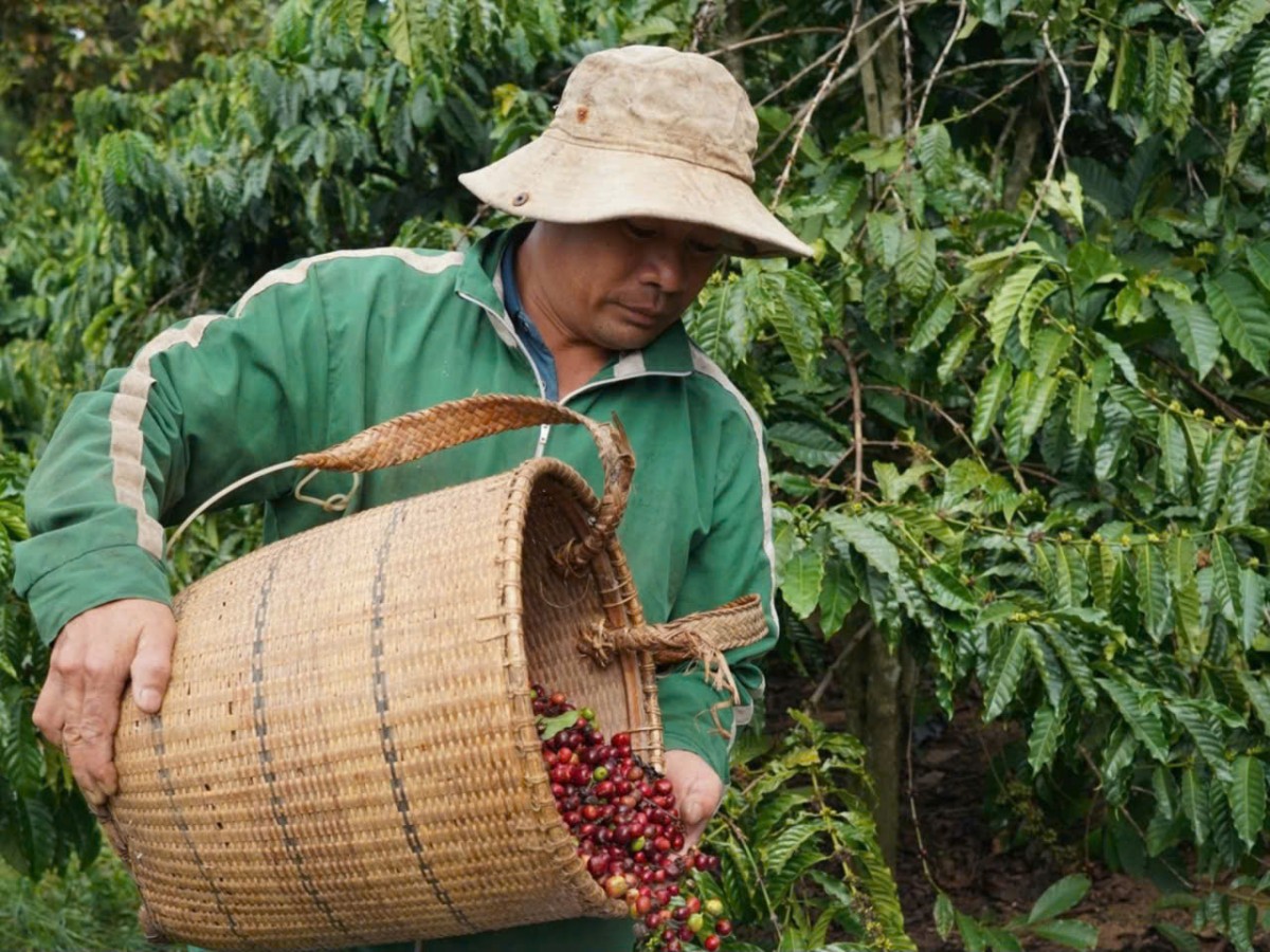 Dự báo giá cà phê ngày mai 23/2/2025: Dự báo giá cà phê ngày mai 23/2/2025: