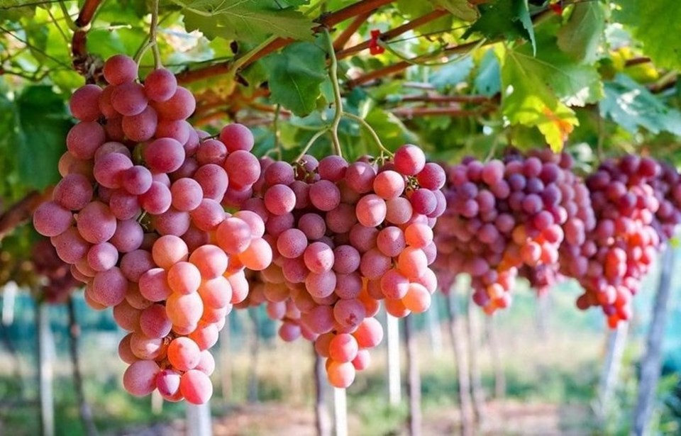 Dịch Vụ Vận Chuyển Nho Ninh Thuận Đến Huế Dịch Vụ Vận Chuyển Nho Ninh Thuận Đến Huế