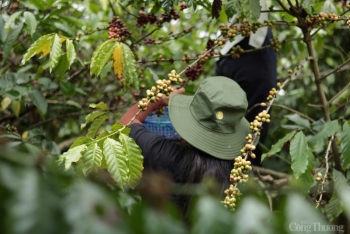 Giá cà phê hôm nay 24/2/2025 đang neo ở mức cao