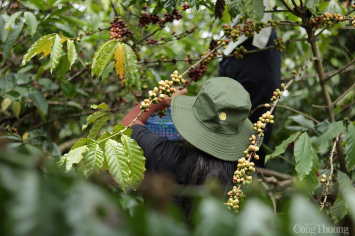 Giá cà phê hôm nay 24/2/2025: