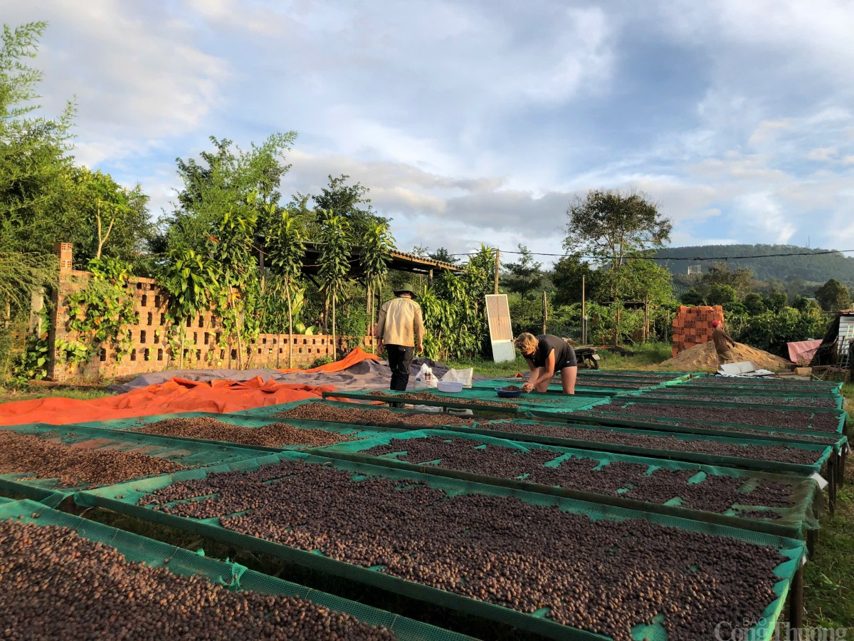 Giá cà phê hôm nay 24/2/2025: