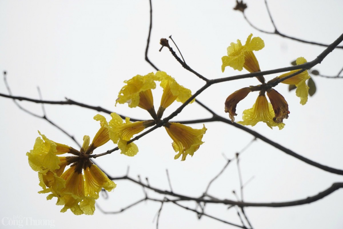 Hoa kết thành từng cụm, mang hình dáng như những chiếc chuông. Khi bung nở, cây trút hết lá, để lại những chùm hoa rực rỡ phủ kín tán, khoe sắc giữa trời xuân.