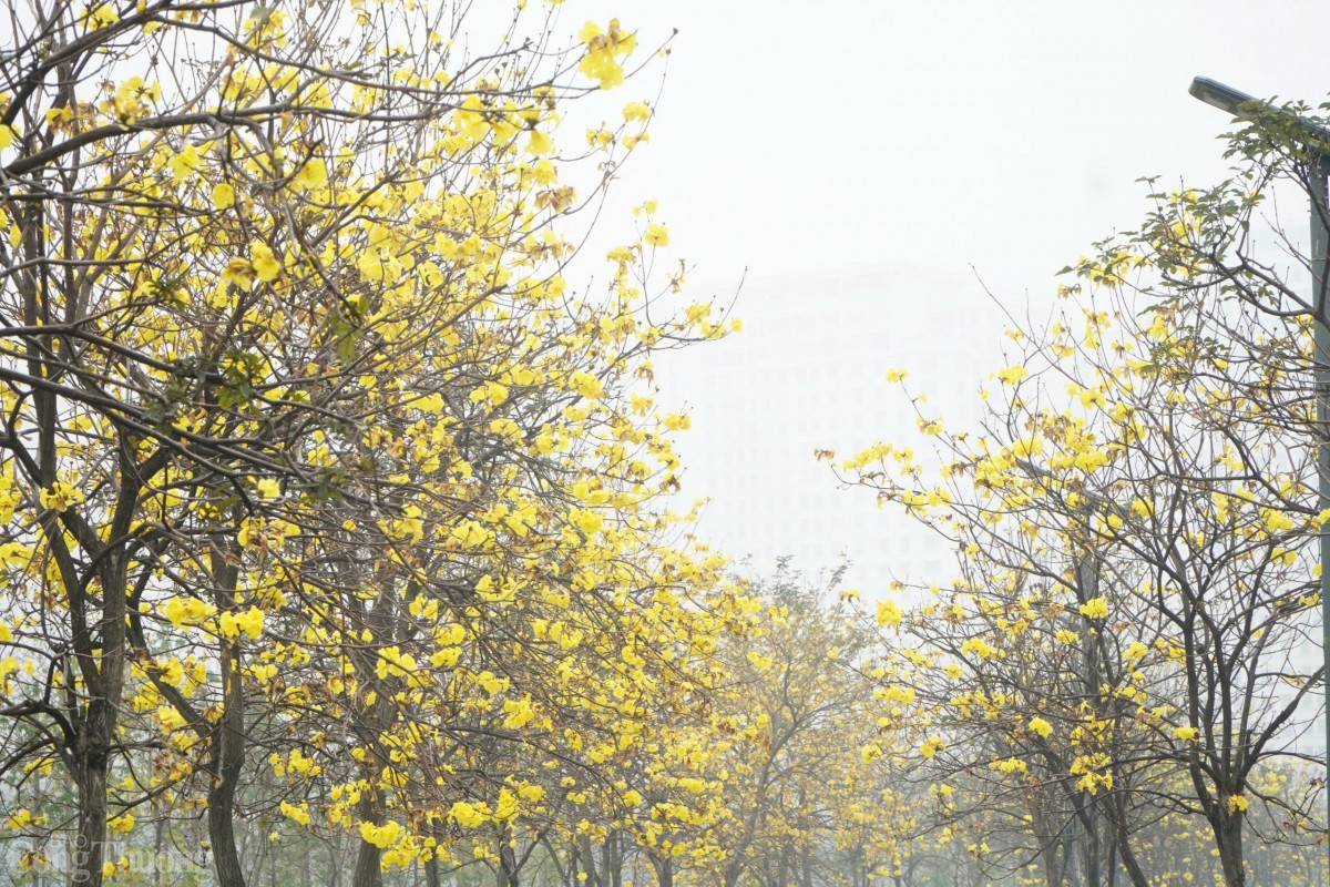 Hoa phong linh toả sắc vàng rực một góc Thủ đô