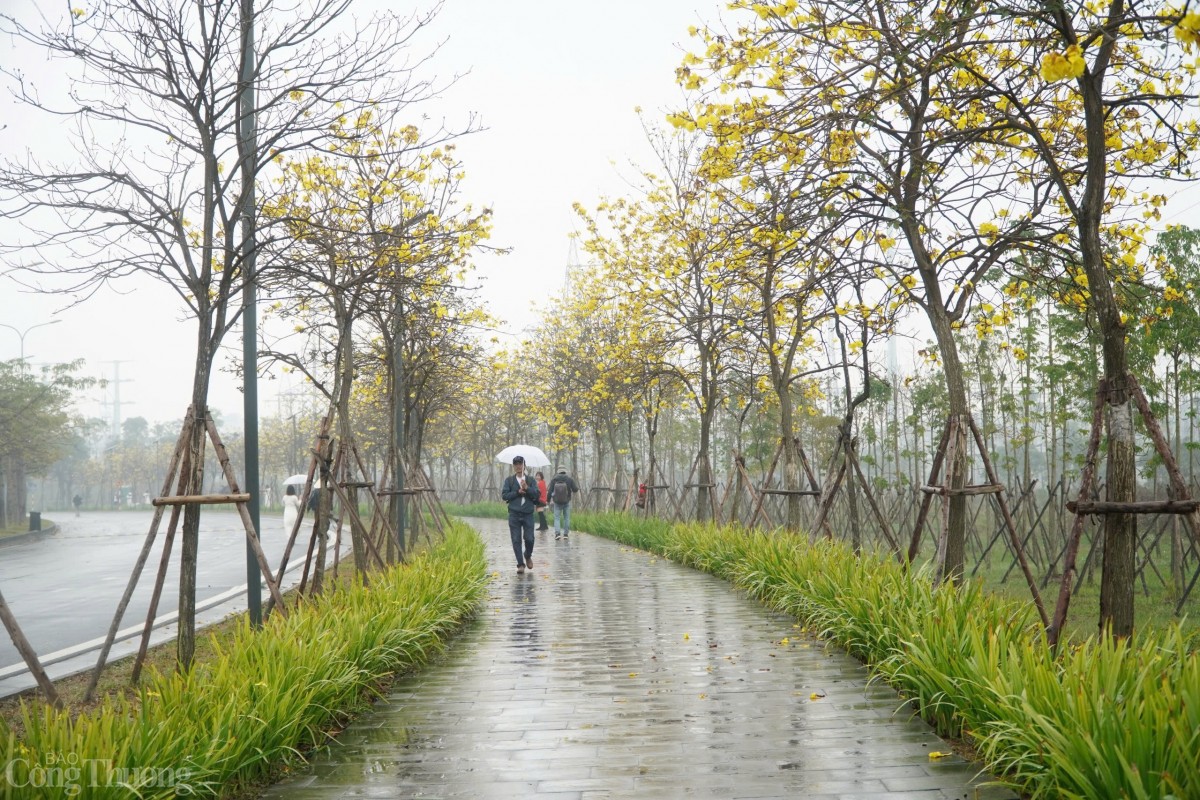 Hai bên đường tại khu đô thị Park City (Hà Đông, Hà Nội) được phủ ngập sắc vàng, khiến nhiều người tới đây có cảm giác như lạc vào mùa thu Hàn Quốc.