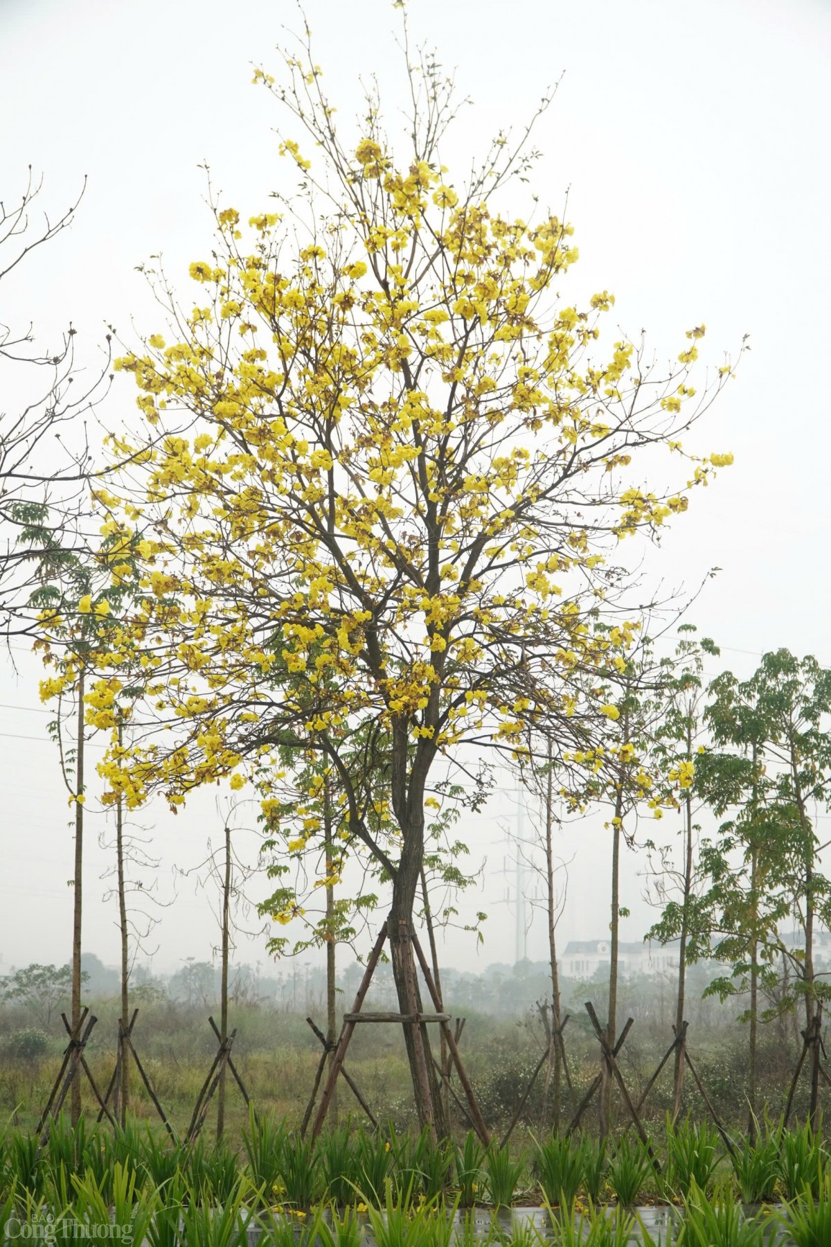 Đây là giống cây thân gỗ, hình trụ tròn và có chiều cao từ 2-8 m, đường kính gốc 15 cm.