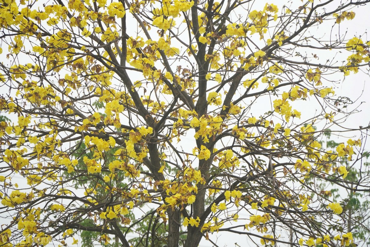 Hoa phong linh, còn được gọi là hoa chuông vàng núi, là loài hoa rực rỡ với sắc vàng nổi bật. Nhờ vẻ đẹp độc đáo và khả năng tạo không gian xanh ấn tượng, loài hoa này được ưa chuộng trồng tại các công trình lớn.