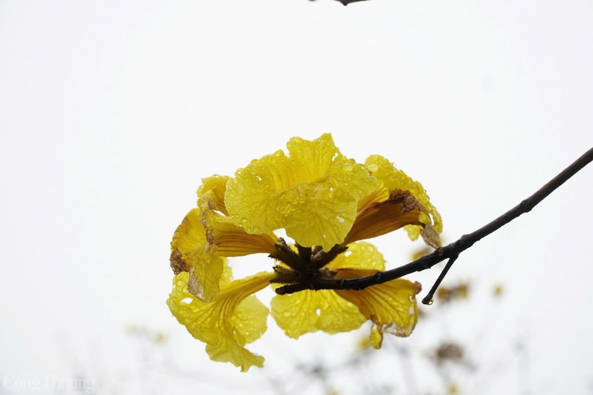 Khi nở, những chùm hoa đẹp phủ khắp tán cành, nối tiếp nhau mang tới vẻ đẹp tự nhiên khiến nhiều người mê đắm.