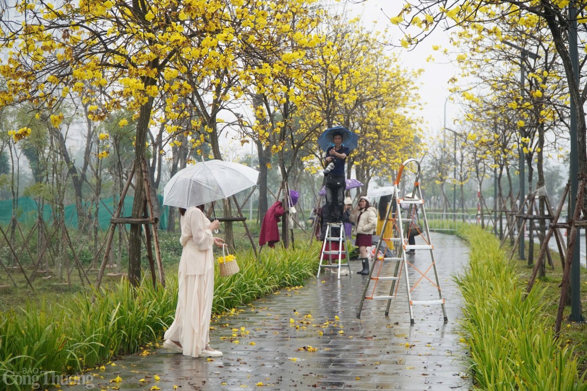 Nhiều người còn thuê người chụp ảnh và chuẩn bị thang, ghế cao để dễ dàng chụp ảnh cùng hoa.