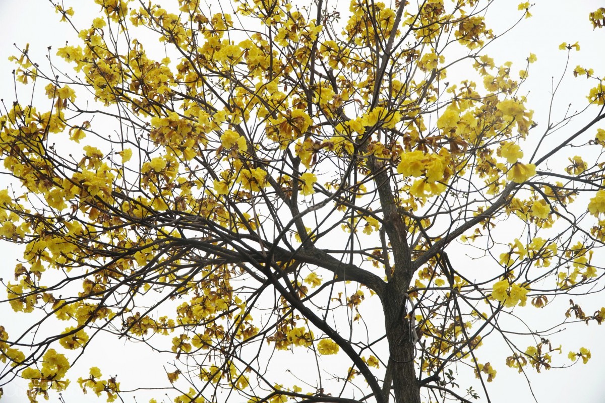 Hoa phong linh vàng được du nhập từ nước ngoài về Việt Nam, có gốc từ khu vực Nam Mỹ, rất thích hợp với khu vực có khí hậu nhiệt đới gió mùa (nơi khí hậu có 4 mùa rõ rệt) và cận ôn đới.