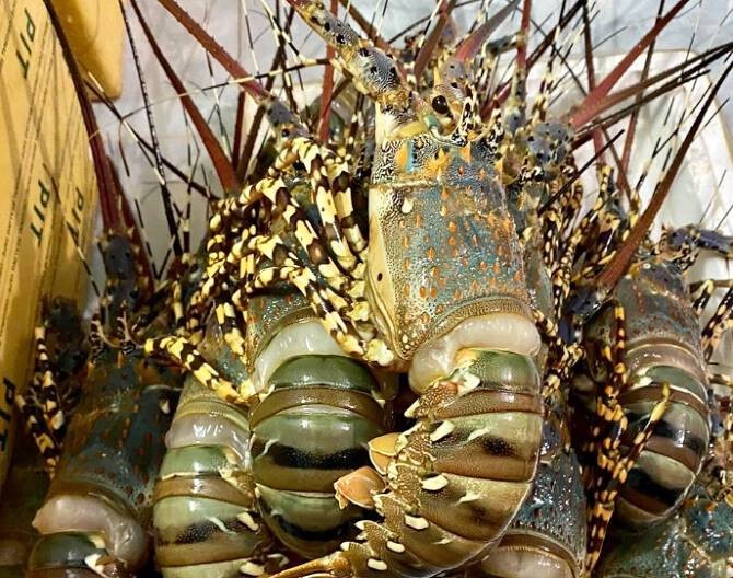 Trung Quốc tăng mạnh nhập khẩu tôm hùm từ Việt Nam