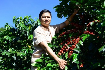 Giá cà phê hôm nay 25/2/2025: Trong nước giảm 'tượng trưng'