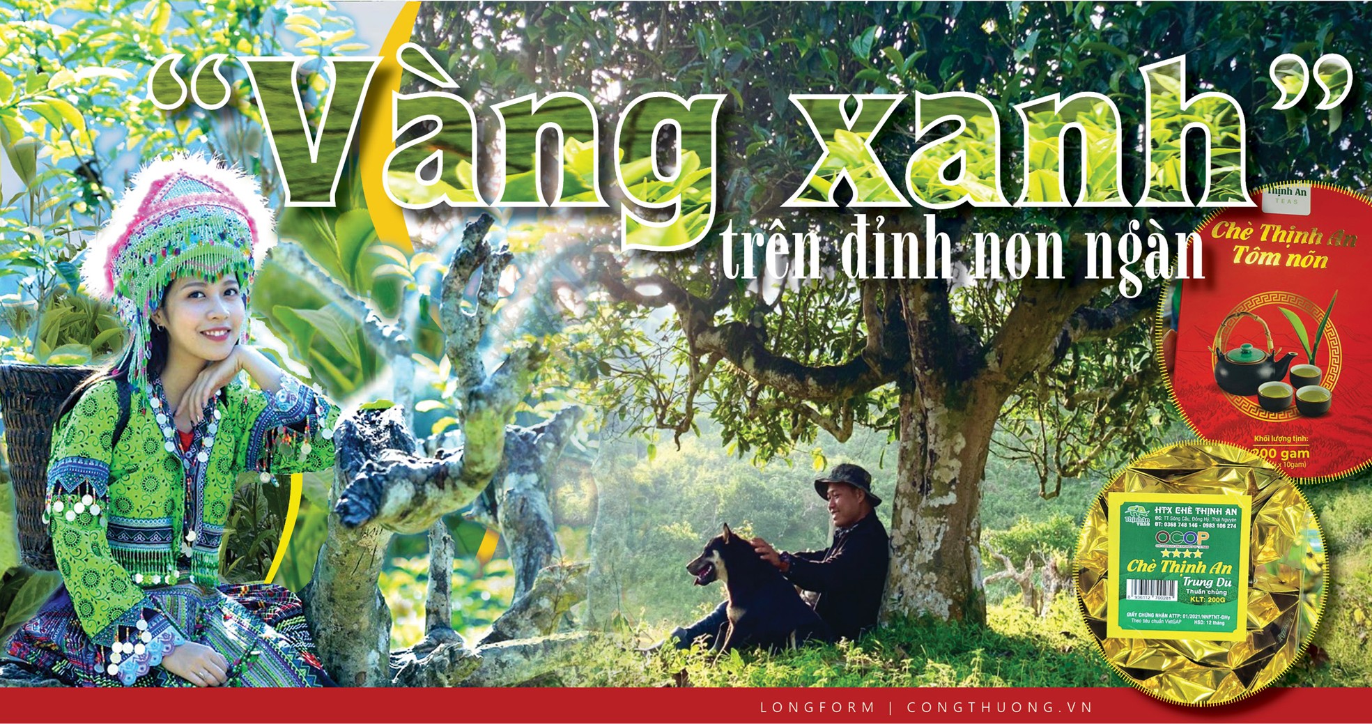 ‘Vàng xanh’ trên đỉnh non ngàn ‘Vàng xanh’ trên đỉnh non ngàn