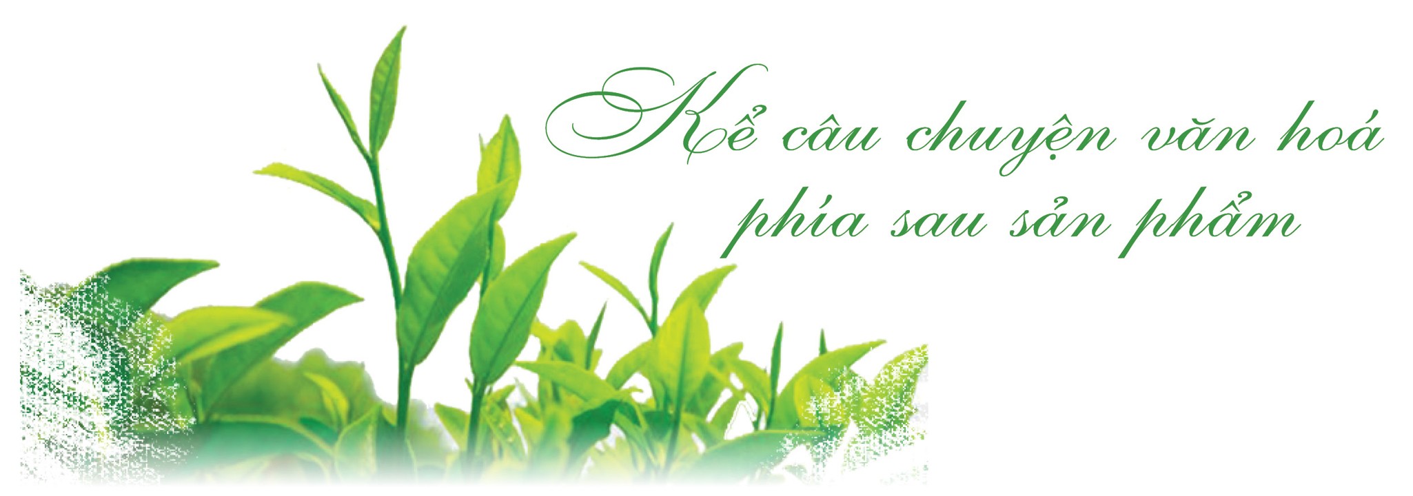 ‘Vàng xanh’ trên đỉnh non ngàn ‘Vàng xanh’ trên đỉnh non ngàn