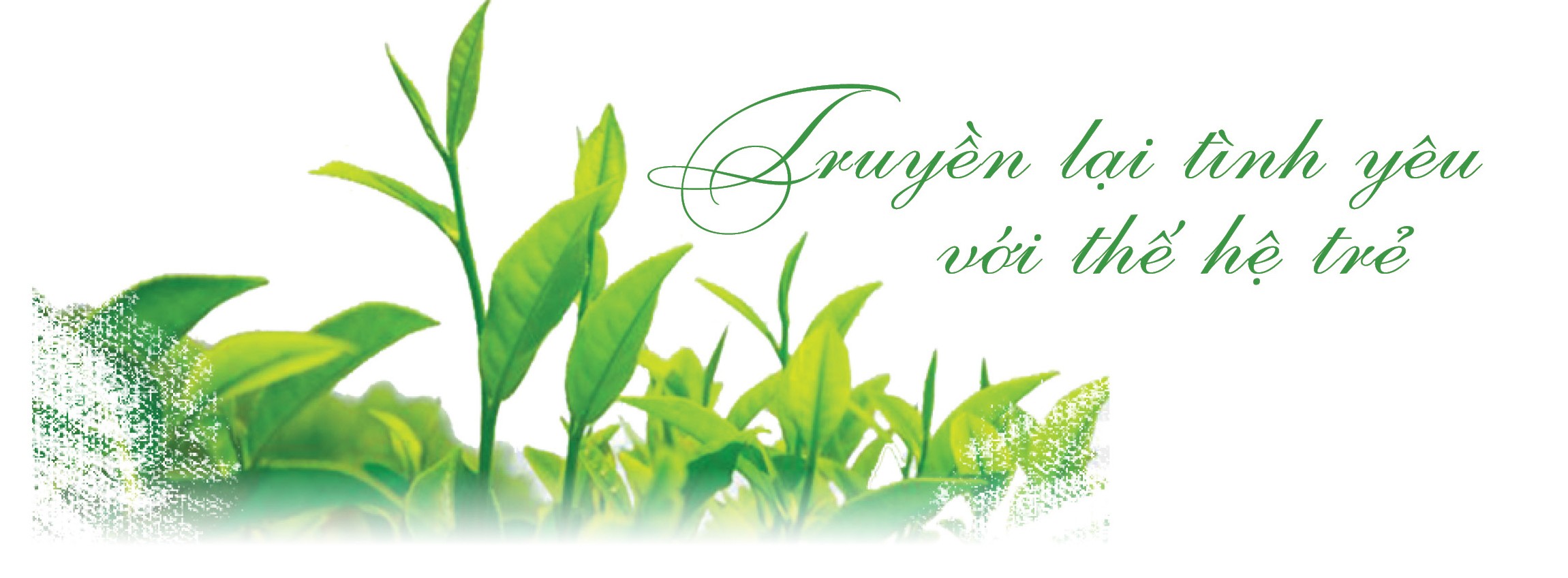 ‘Vàng xanh’ trên đỉnh non ngàn ‘Vàng xanh’ trên đỉnh non ngàn