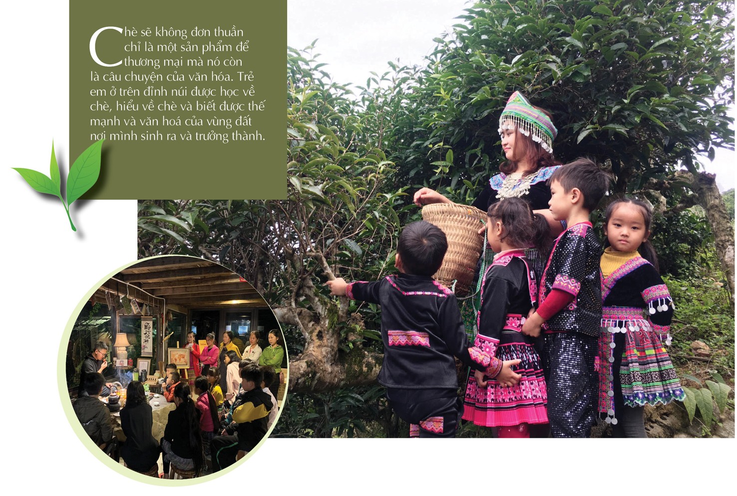 ‘Vàng xanh’ trên đỉnh non ngàn ‘Vàng xanh’ trên đỉnh non ngàn