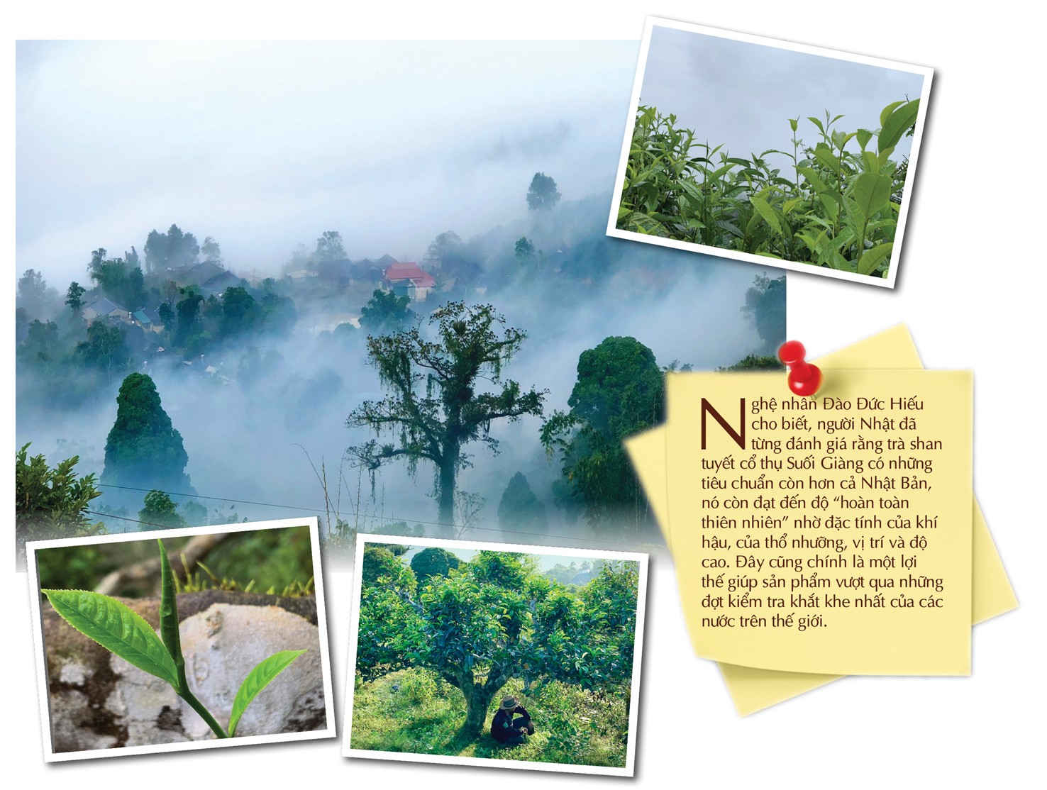 ‘Vàng xanh’ trên đỉnh non ngàn ‘Vàng xanh’ trên đỉnh non ngàn