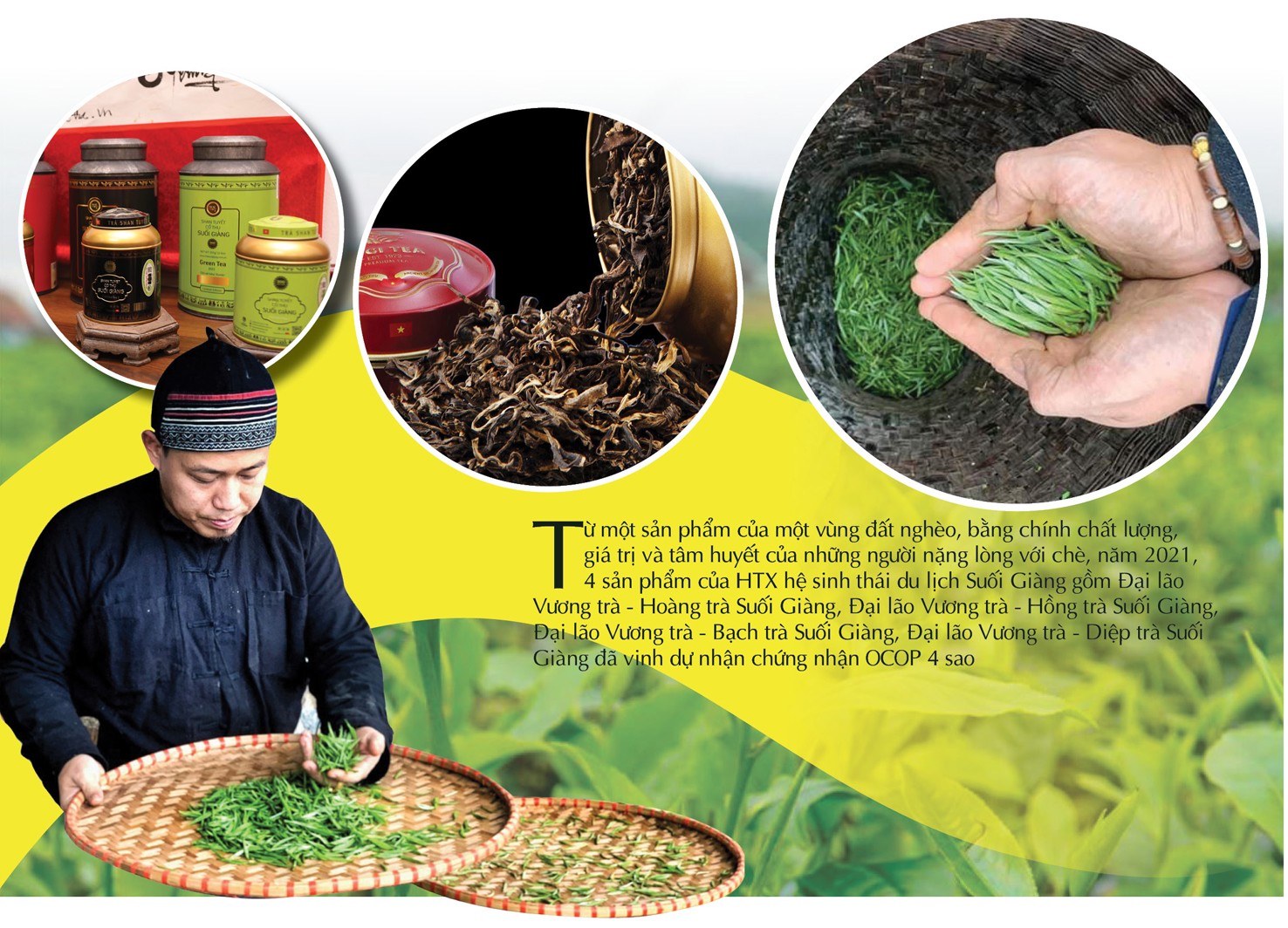 ‘Vàng xanh’ trên đỉnh non ngàn ‘Vàng xanh’ trên đỉnh non ngàn