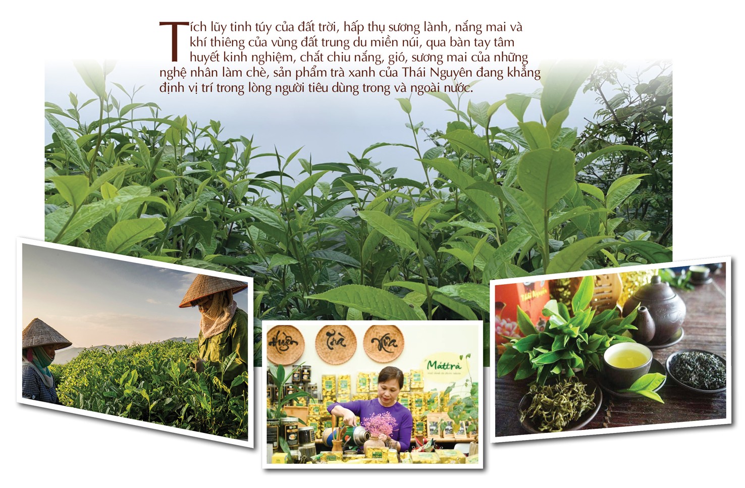 ‘Vàng xanh’ trên đỉnh non ngàn ‘Vàng xanh’ trên đỉnh non ngàn