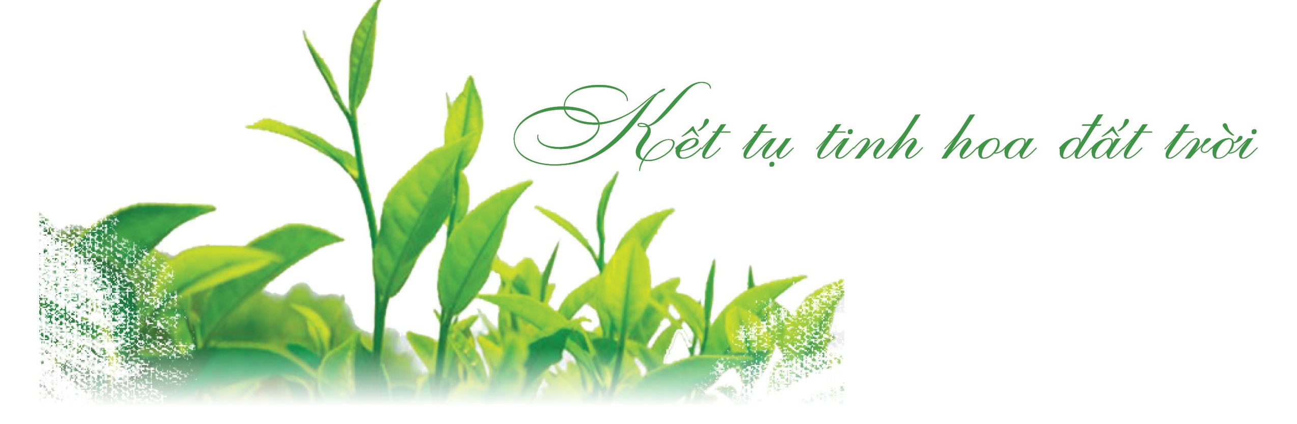 ‘Vàng xanh’ trên đỉnh non ngàn ‘Vàng xanh’ trên đỉnh non ngàn