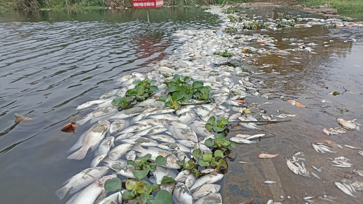 cá chết bất thường tại bỉm sơn cá chết bất thường tại bỉm sơn