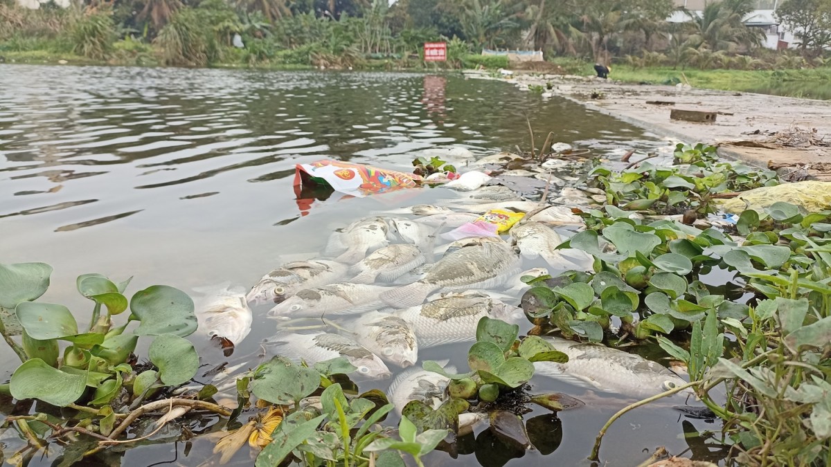 cá chết bất thường tại bỉm sơn