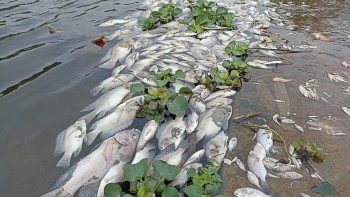 Cá chết bất thường tại suối Cổ Đam có liên quan Khu công nghiệp Bỉm Sơn?