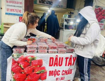 Cẩn trọng với dâu tây Sơn La 'nhuộm đỏ' chợ Hà Nội