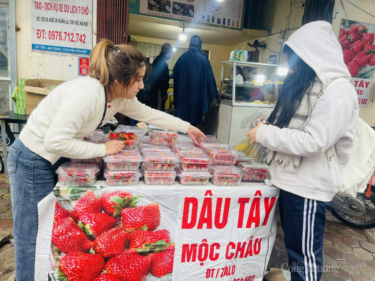 Khách hàng tranh thủ mùa dâu tây đang rẻ nên thường mua số lượng nhiều. Ảnh: Nguyễn Thanh Khách hàng tranh thủ mùa dâu tây đang rẻ nên thường mua số lượng nhiều. Ảnh: Nguyễn Thanh