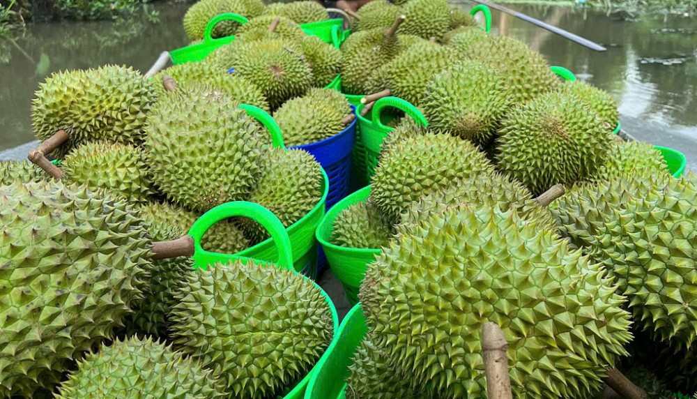 Sầu riêng đang 'chật vật' vì Trung Quốc siết kiểm định
