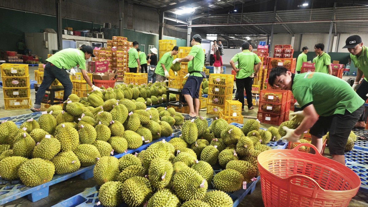 Sầu riêng đang được tuyển chọn để xuất khẩu. Ảnh: Ngọc Ánh