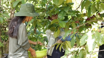 Giá cà phê hôm nay 27/2/2025 tiếp tục giảm sâu