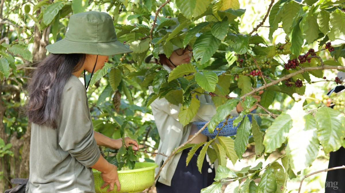 Dự báo giá cà phê ngày mai 27/2/2025 phục hồi tăng