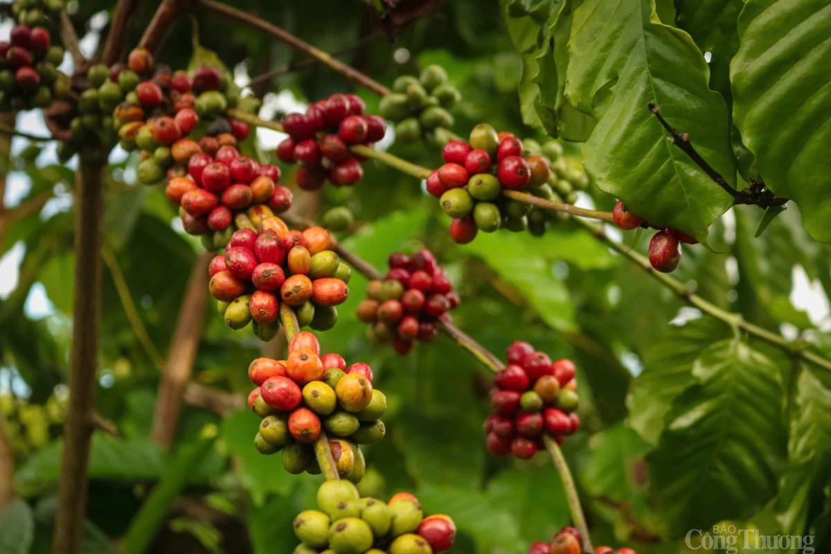 Giá cà phê hôm nay 27/2/2025: Giá cà phê hôm nay 27/2/2025: