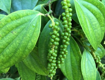 Việt Nam là nguồn cung hồ tiêu lớn nhất tại Mỹ