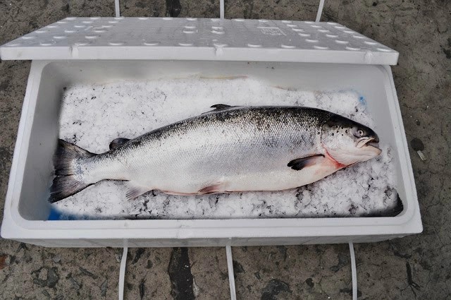 TP. Hồ Chí Minh: Phát hiện gần 600kg cá hồi nhiễm virus TP. Hồ Chí Minh: Phát hiện gần 600kg cá hồi nhiễm virus