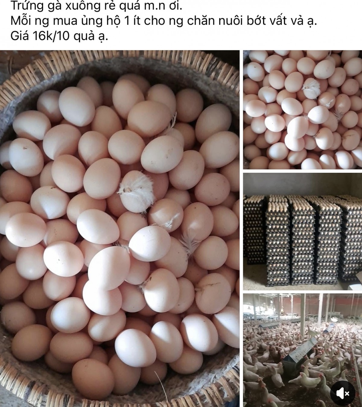 Lý do trứng gà giá rẻ bán đầy chợ?