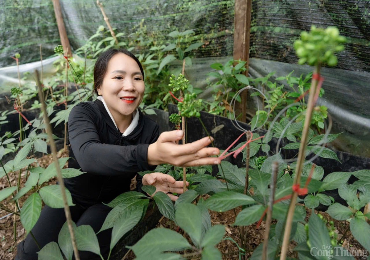 Nghiên cứu xây dựng chính sách đặc thù thúc đẩy phát triển công nghiệp dược liệu tại tỉnh Quảng Nam Nghiên cứu xây dựng chính sách đặc thù thúc đẩy phát triển công nghiệp dược liệu tại tỉnh Quảng Nam