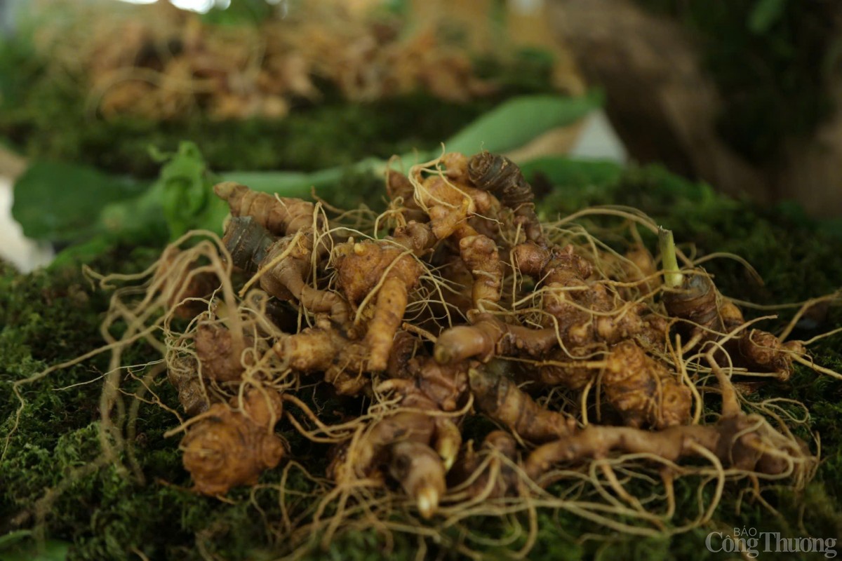 Sâm Ngọc Linh Sâm Ngọc Linh