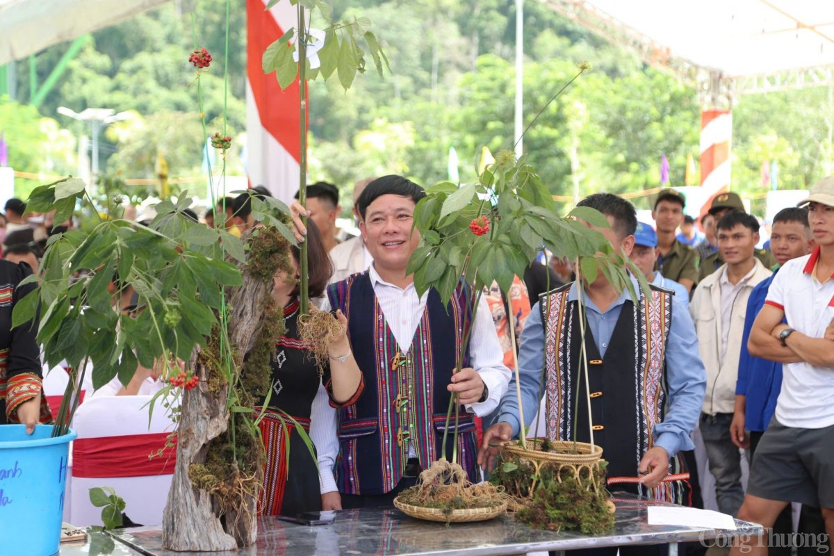 Định hướng phát triển tỉnh Quảng Nam thành trung tâm công nghiệp dược liệu, trong đó, sâm Ngọc Linh là cây chủ lực Định hướng phát triển tỉnh Quảng Nam thành trung tâm công nghiệp dược liệu, trong đó, sâm Ngọc Linh là cây chủ lực