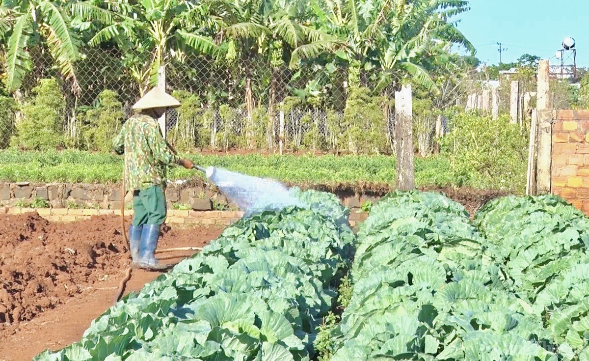 Gia Lai: Người dân khóc ròng vì giá rau xanh rớt 'thê thảm' Gia Lai: Người dân khóc ròng vì giá rau xanh rớt 'thê thảm'