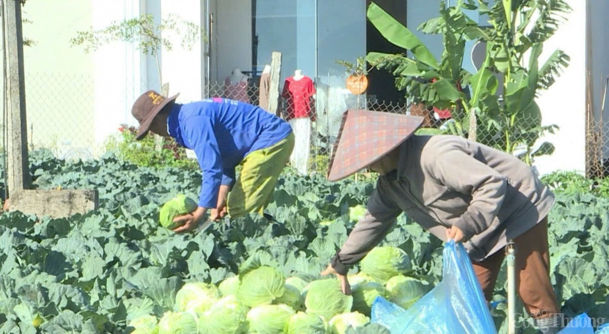 Gia Lai: Người dân khóc ròng vì giá rau xanh rớt 'thê thảm' Gia Lai: Người dân khóc ròng vì giá rau xanh rớt 'thê thảm'