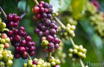 Đến 15/2, cà phê Robusta xuất khẩu đạt gần 100 triệu USD