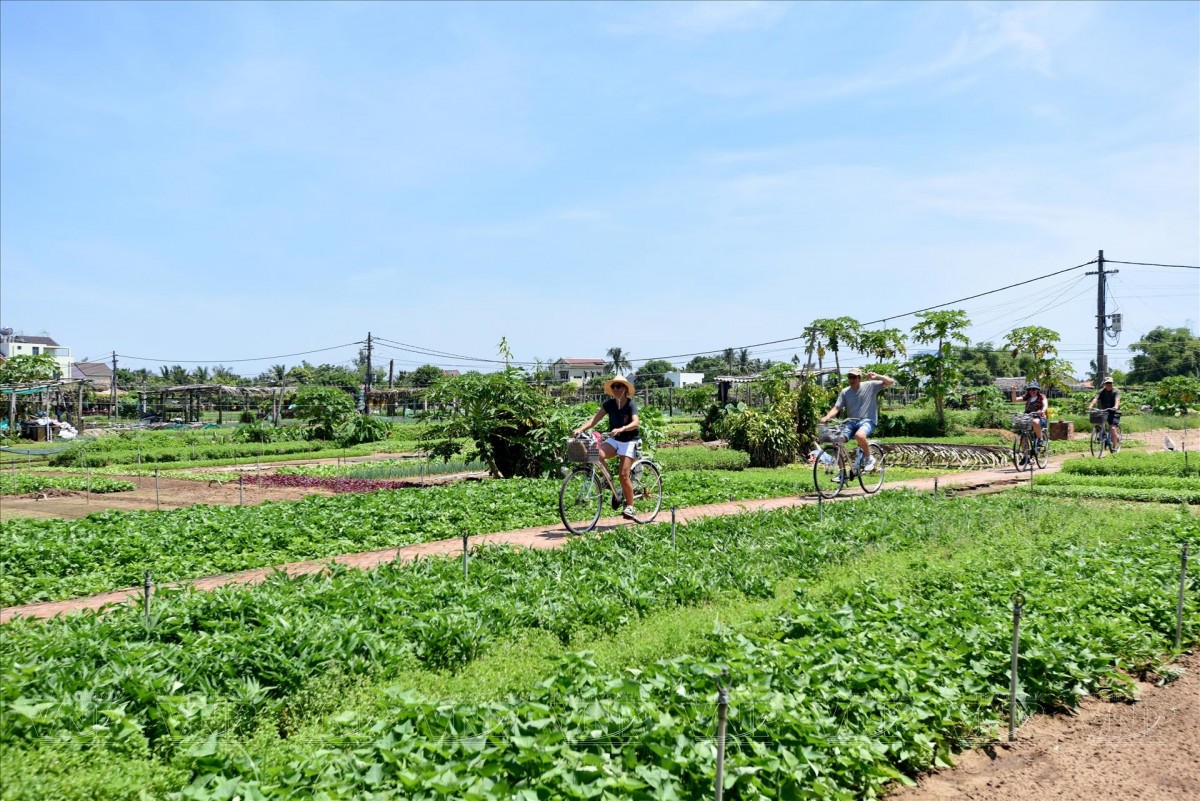 Làng rau Trà Quế - điểm đến du lịch hút khách của tỉnh Quảng Nam Làng rau Trà Quế - điểm đến du lịch hút khách của tỉnh Quảng Nam